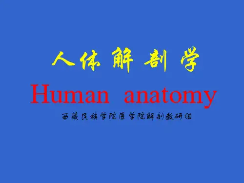 静脉系统淋巴系统