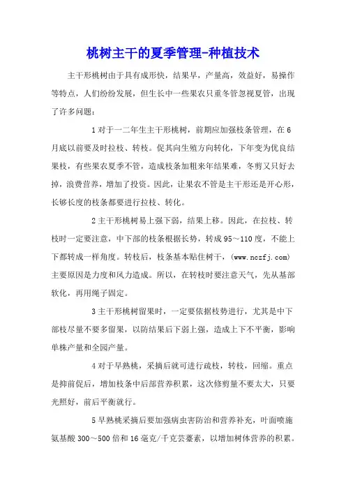 桃树主干的夏季管理 - 种植技术