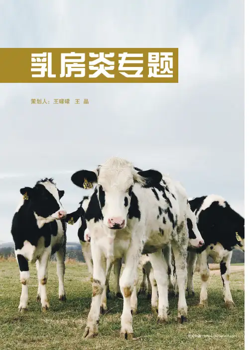 牧场无乳链球菌的危害与清除计划实施要点
