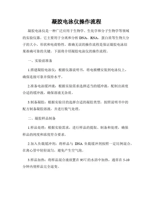凝胶电泳仪操作流程