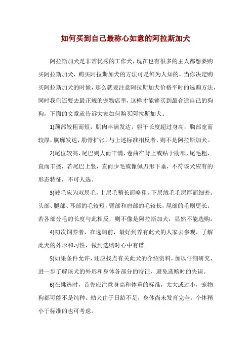 如何买到自己最称心如意的阿拉斯加犬