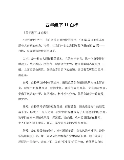 四年级下11白桦
