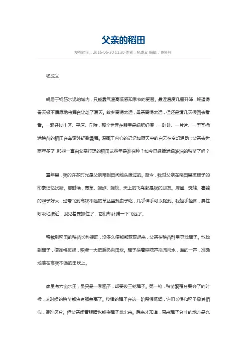 父亲的稻田