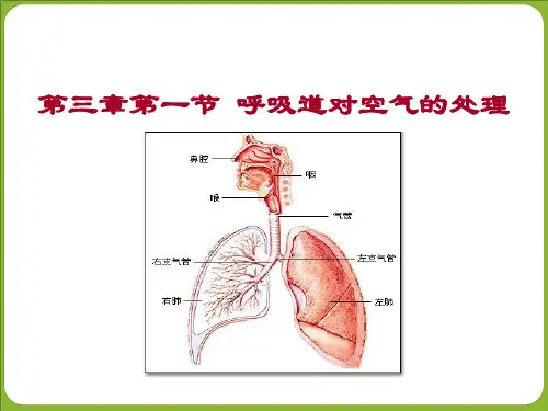 人教版七年级生物下册：4.3.1呼吸道对空气的处理  课件(共30张PPT)