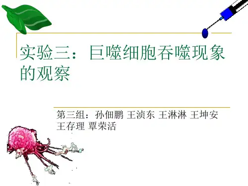 实验三：巨噬细胞