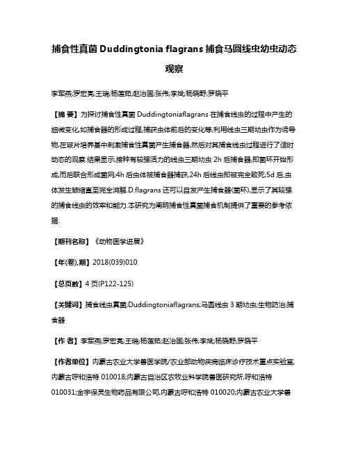 捕食性真菌Duddingtonia flagrans捕食马圆线虫幼虫动态观察