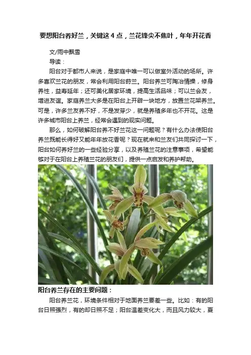 要想阳台养好兰，关键这4点，兰花锋尖不焦叶，年年开花香