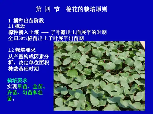 棉花栽培资料第3套