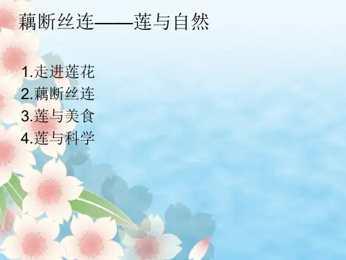 莲文化de