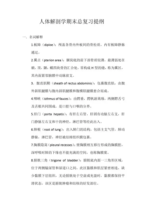 人体解剖学期末总复习提纲——名词解释