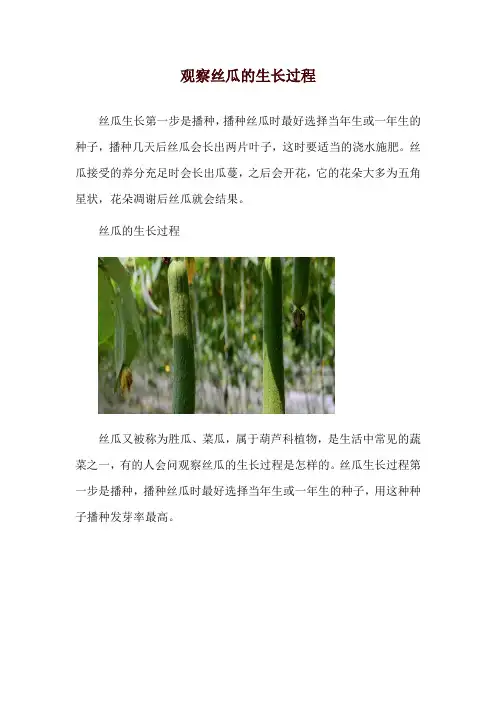 观察丝瓜的生长过程