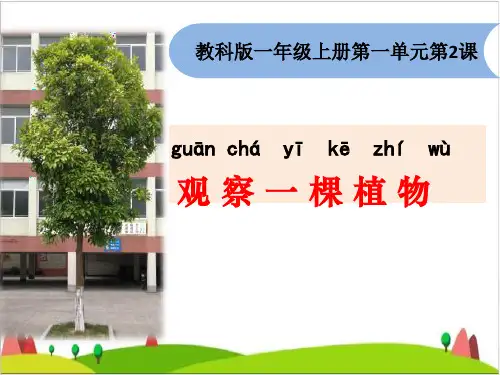 一级上册科学课件-观察一棵植物 教科版