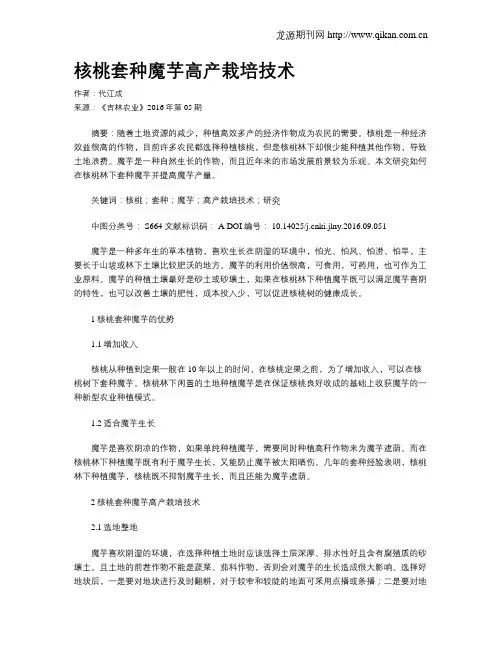 核桃套种魔芋高产栽培技术