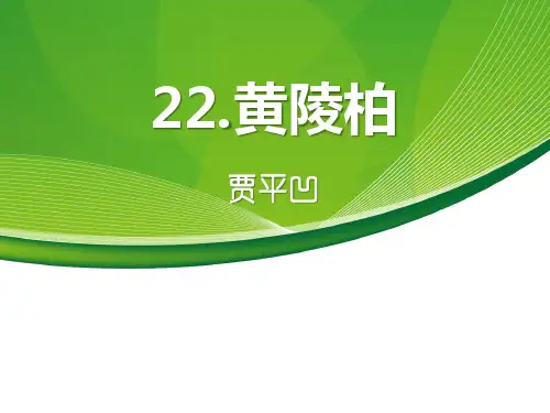 《黄陵柏》PPT-模板
