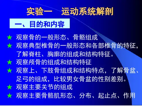 运动系统解剖试验全身骨