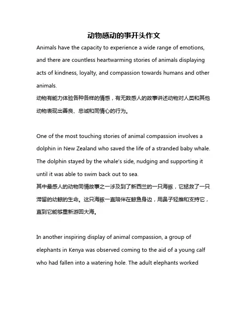 动物感动的事开头作文