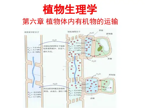 植物生理学—植物体内有机物的运输(上课版)