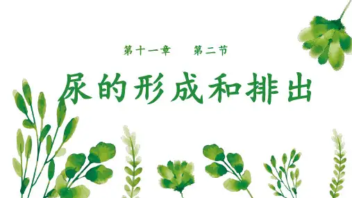 11.2  尿的形成和排出  课件-北师大版生物七年级下册