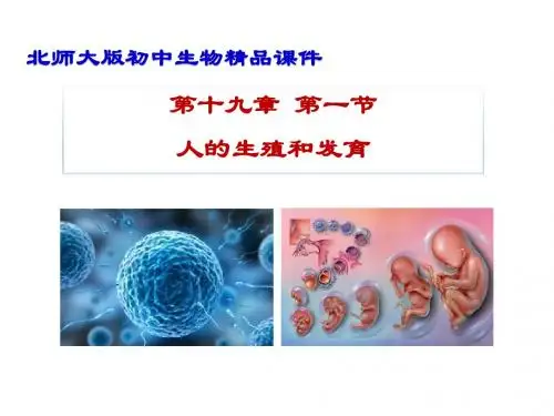 北师大版八年级生物上册课件 19.1人的生殖和发育