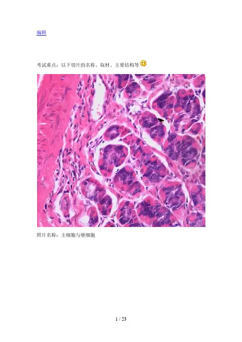 组织学与胚胎学实验--组织切片典型图片