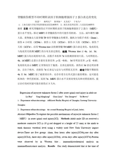 脊髓损伤模型不同时期转录因子肌细胞增强因子2蛋白表达的变化