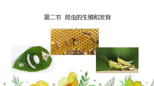 【课件】第二节  昆虫的生殖和发育