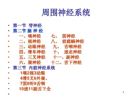 人体解剖学PPT：脑神经