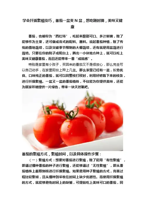 学会扦插繁殖技巧，番茄一盆变N盆，想吃随时摘，美味又健康