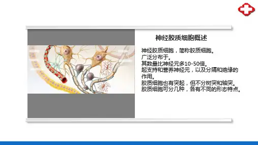 神经组织—神经胶质细胞(正常人体结构课件)