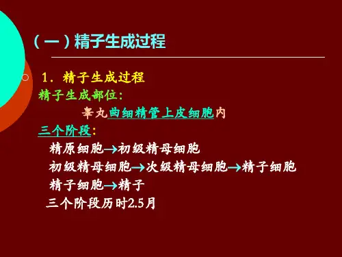 (一)精子的生成过程