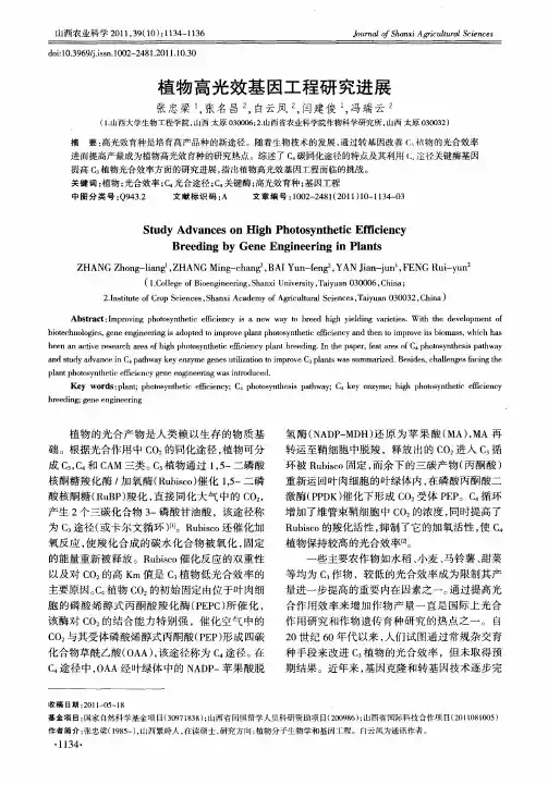 植物高光效基因工程研究进展