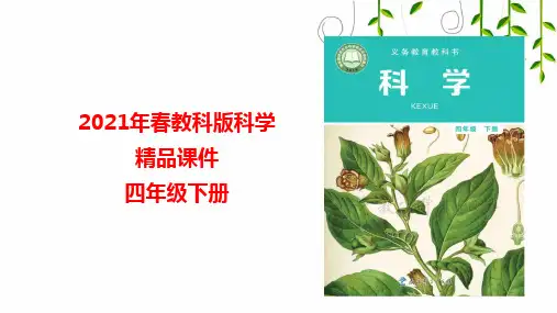 教科版科学四年级下册3岩石、土壤和我们课件
