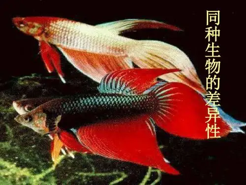 七年级科学同种生物的差异性2(新201907)