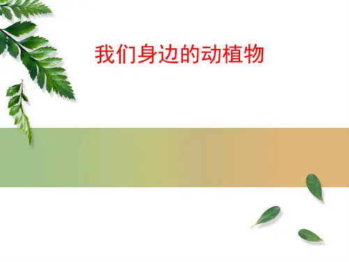 我们身边的动植物PPT课件