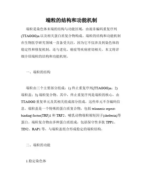 端粒的结构和功能机制