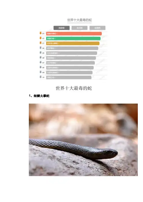 世界最毒的十大毒蛇排名