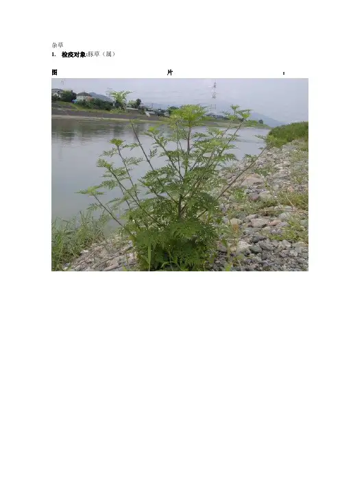 豚草(属)