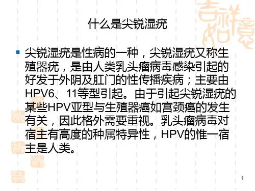 尖锐湿疣医学PPT课件