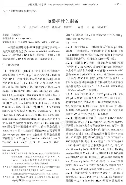 核酸探针的制备