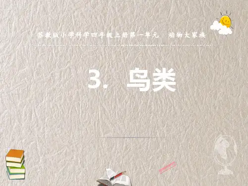 苏教版科学四上  鸟类