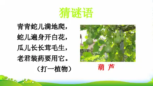 部编版二年级语文14我要的是葫芦课件