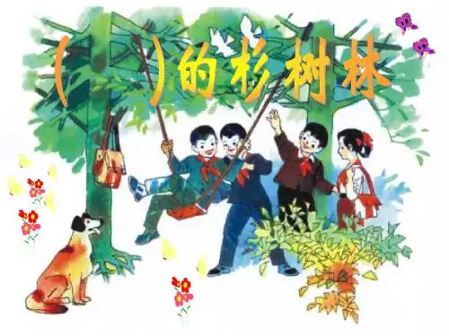1快乐的杉树林