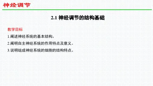 【课件】神经调节的结构基础 课件   2022——2023学年高二上学期生物人教版选择性必修1
