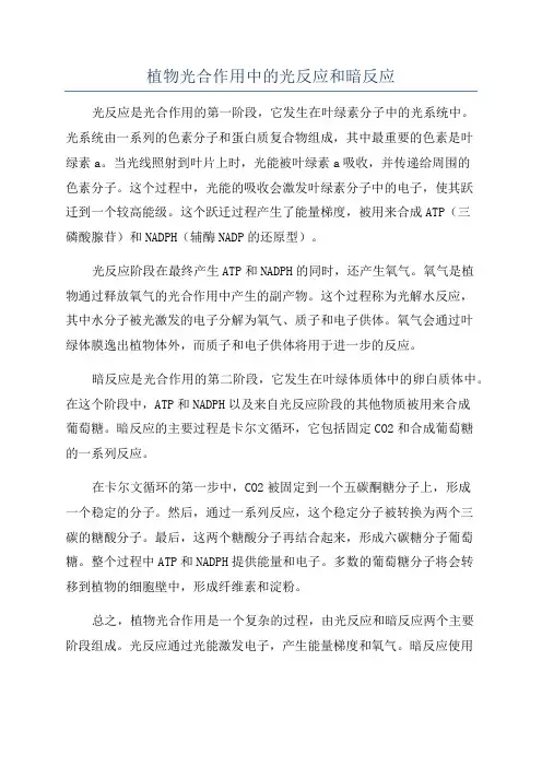 植物光合作用中的光反应和暗反应