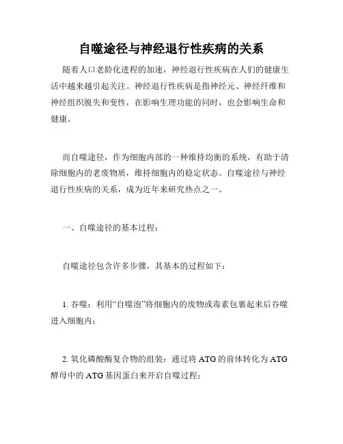 自噬途径与神经退行性疾病的关系