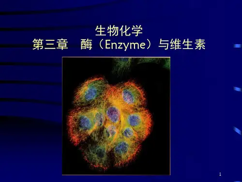 生物化学第三章-酶(Enzyme)与维生素PPt课件