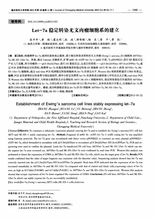 Let-7a稳定转染尤文肉瘤细胞系的建立