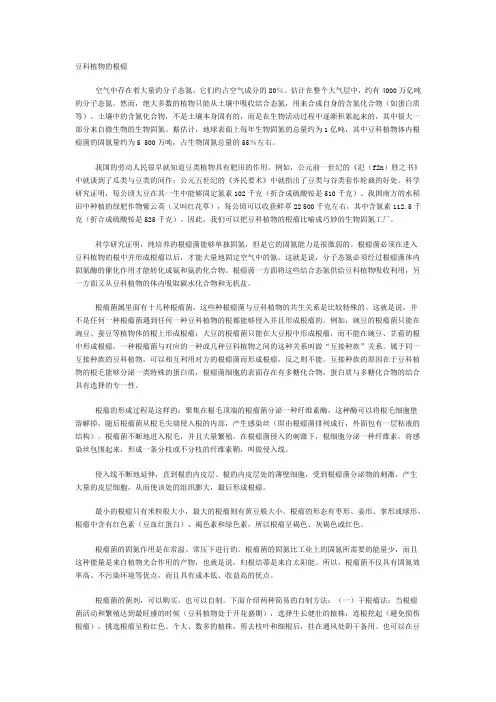 豆科植物的根瘤