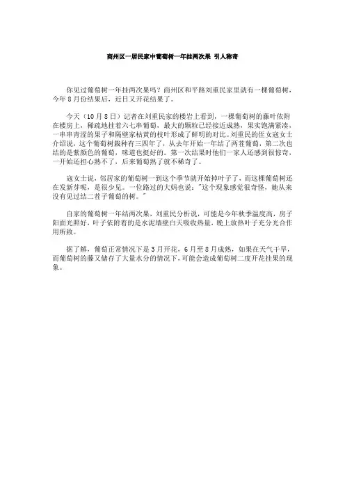 商州区一居民家中葡萄树一年挂两次果 引人称奇