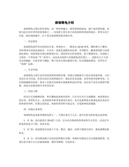 南部锦龟介绍